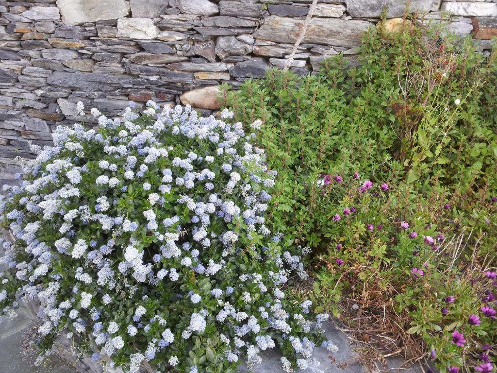 Casona El Gurugu Hotel Luarca Eksteriør billede